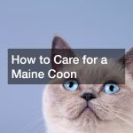 How to Care for a Maine Coon