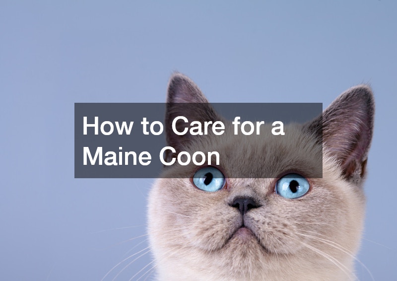 How to Care for a Maine Coon