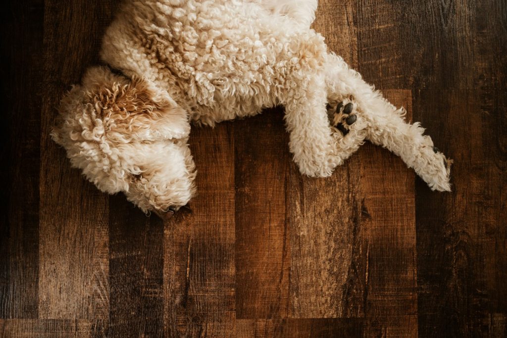 poodle lying on hardwood flooring
