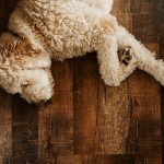 poodle lying on hardwood flooring